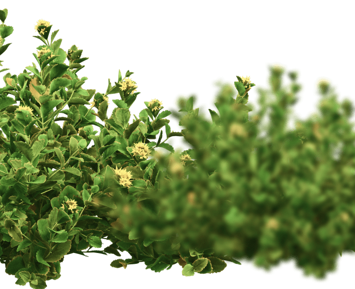 Banner background